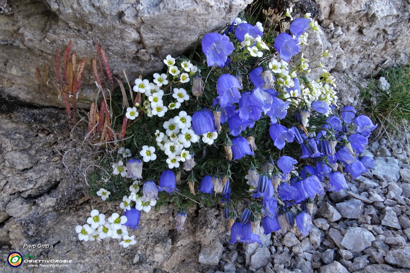 23 Bouquet di Campanule e Sassifraga caesia .JPG